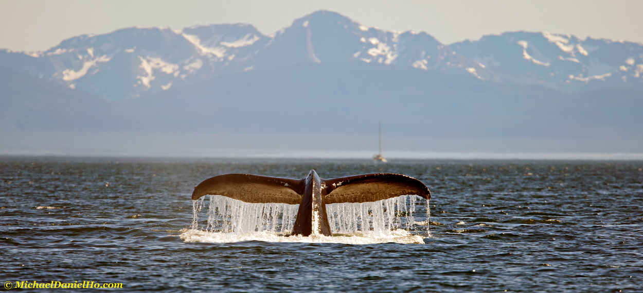 humpback whale diving in Juneau